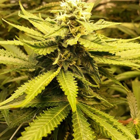 Critical cheese 1 growlog timeline photo