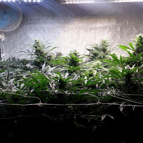 Critical cheese 1 growlog timeline photo
