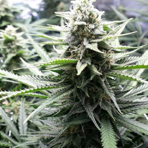 Critical cheese 1 growlog timeline photo