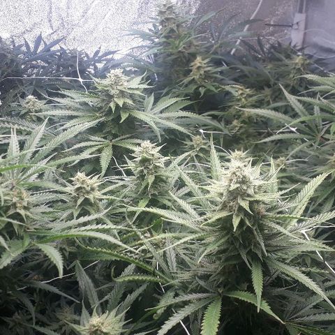 Critical cheese 1 growlog timeline photo