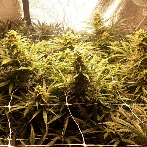 Critical cheese 1 growlog timeline photo