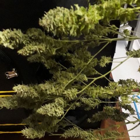 Critical cheese 1 growlog timeline photo