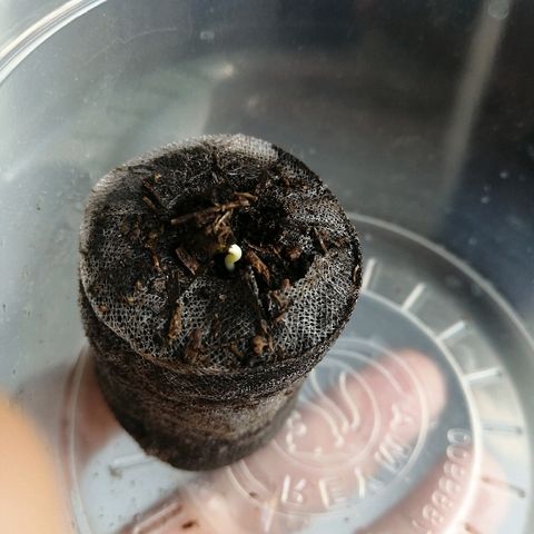 Teddy growlog photo: Salió al revés y tuve que voltear la y acomodarla