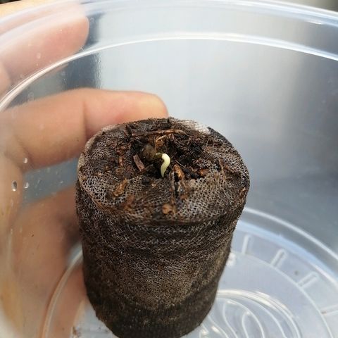 Teddy growlog timeline photo