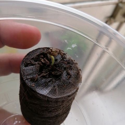 Teddy growlog photo: Saliendo de la tierra