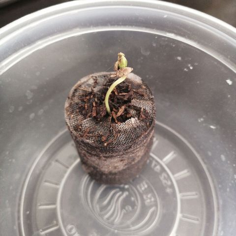 Teddy growlog timeline photo