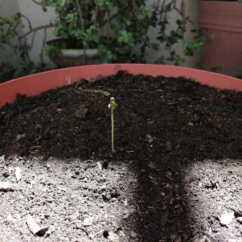 Teddy growlog photo: Primer día en maceta! 