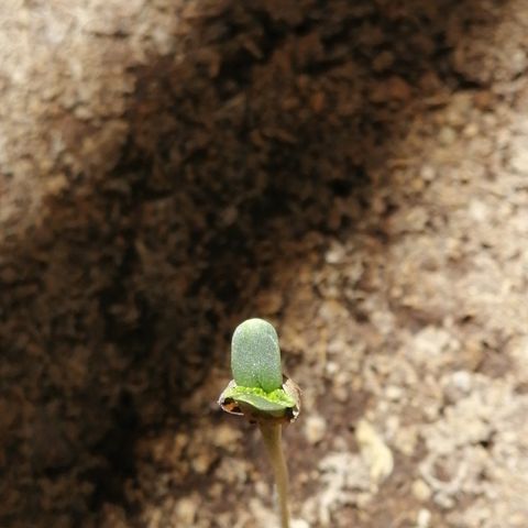 Teddy growlog timeline photo