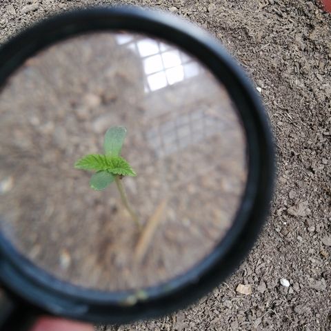 Teddy growlog timeline photo