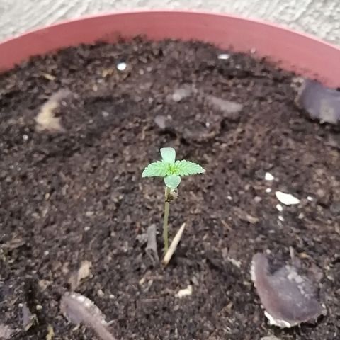 Teddy growlog timeline photo