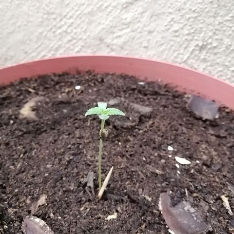 Teddy growlog timeline photo