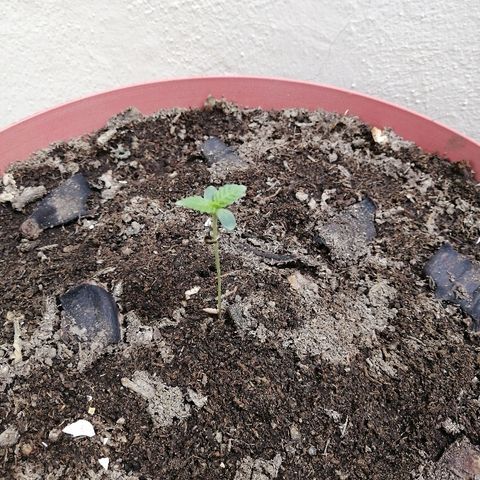 Teddy growlog timeline photo