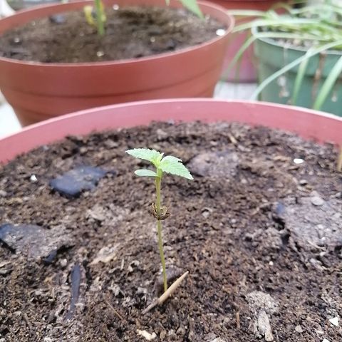Teddy growlog photo: Comienza etapa vegetativa