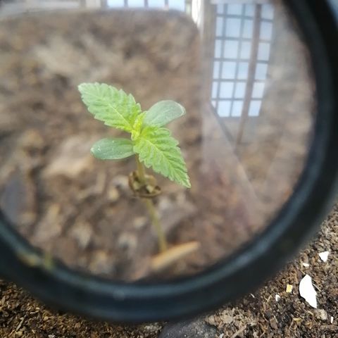 Teddy growlog photo: Comienza etapa vegetativa