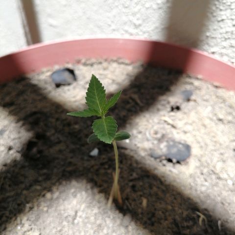 Teddy growlog timeline photo