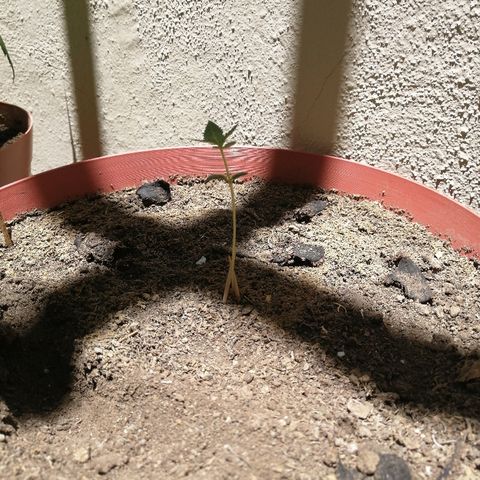 Teddy growlog timeline photo
