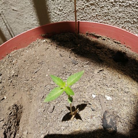 Teddy growlog timeline photo