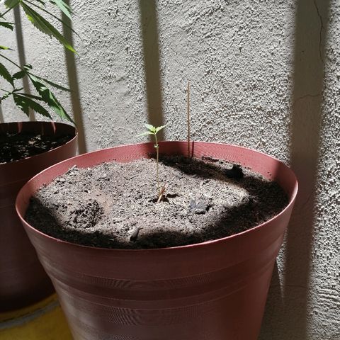 Teddy growlog timeline photo