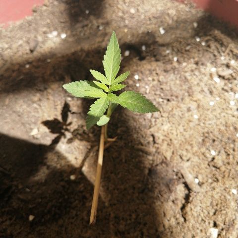 Teddy growlog timeline photo