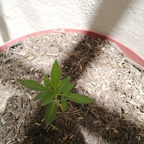 Teddy growlog photo: Agregué tierra de macetas 0ara completar sustrato 