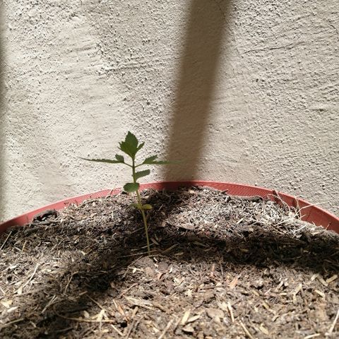 Teddy growlog photo: Agregué tierra de macetas 0ara completar sustrato 