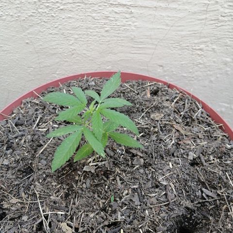 Teddy growlog timeline photo