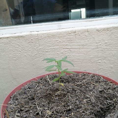Teddy growlog timeline photo