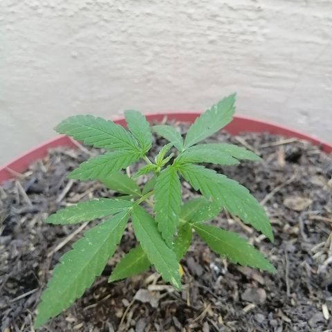 Teddy growlog timeline photo