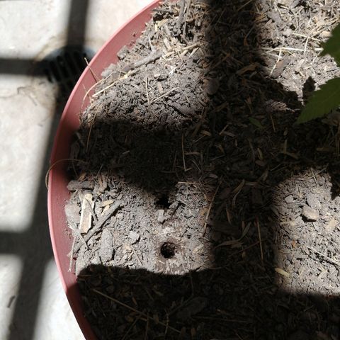 Teddy growlog timeline photo