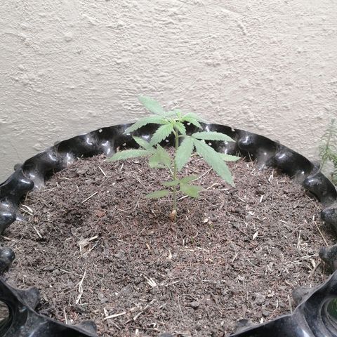 Teddy growlog timeline photo