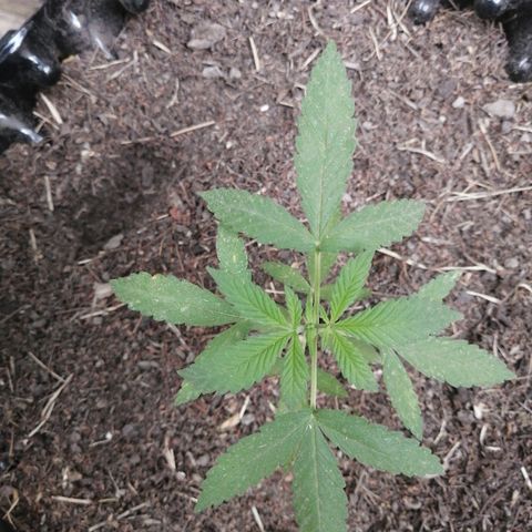 Teddy growlog timeline photo
