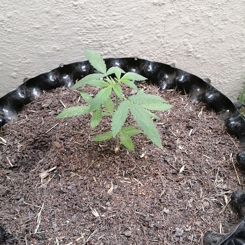 Teddy growlog timeline photo