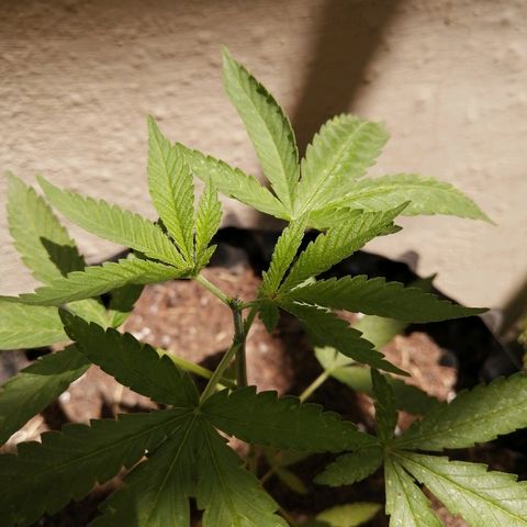 Teddy growlog timeline photo