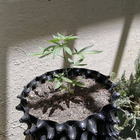 Teddy growlog timeline photo