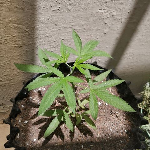 Teddy growlog timeline photo