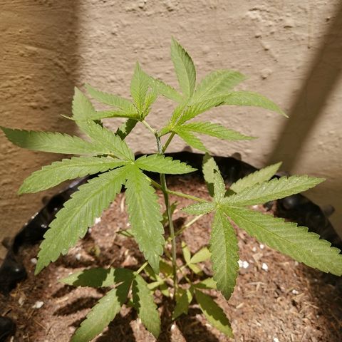 Teddy growlog timeline photo