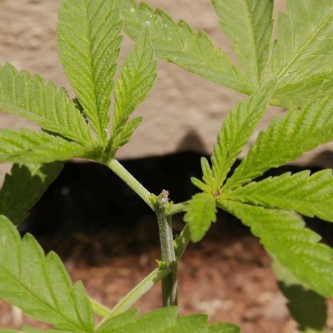 Teddy growlog timeline photo
