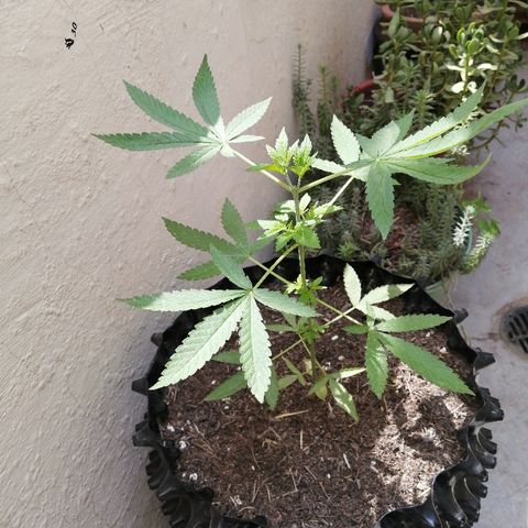 Teddy growlog timeline photo