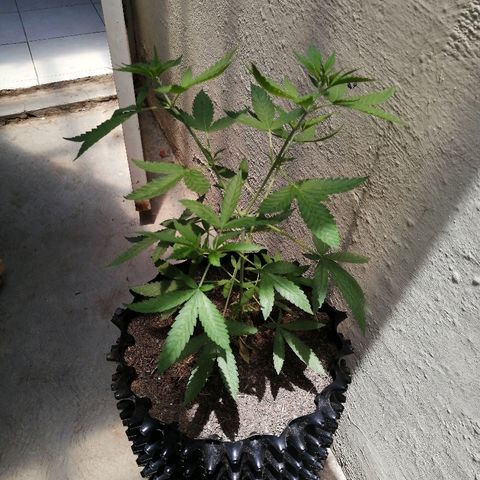 Teddy growlog timeline photo