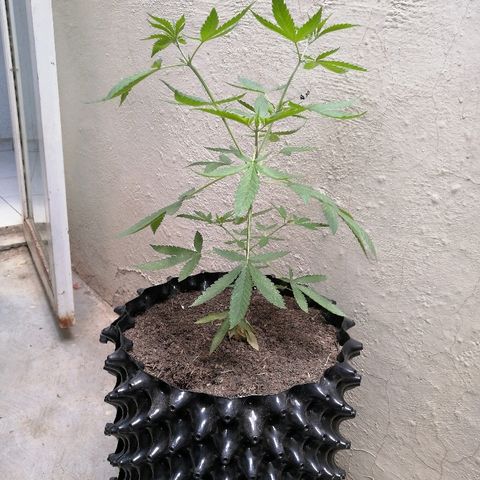 Teddy growlog timeline photo