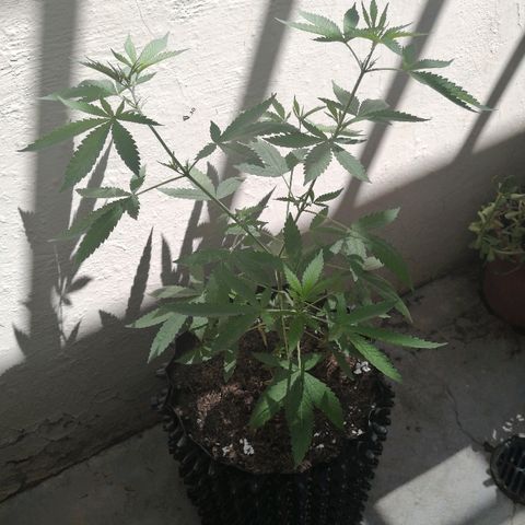Teddy growlog timeline photo