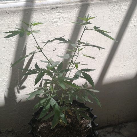 Teddy growlog timeline photo