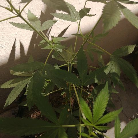 Teddy growlog timeline photo
