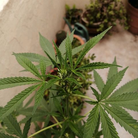 Teddy growlog timeline photo
