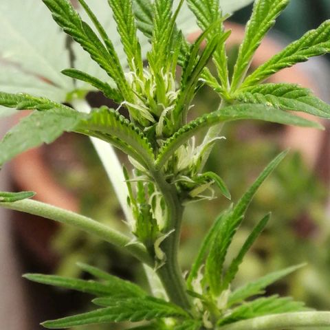 Teddy growlog timeline photo