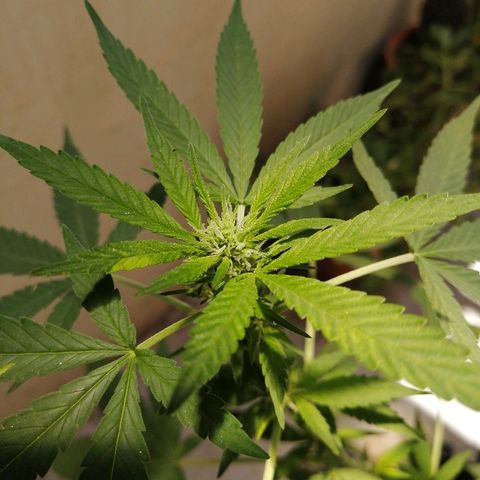 Teddy growlog timeline photo