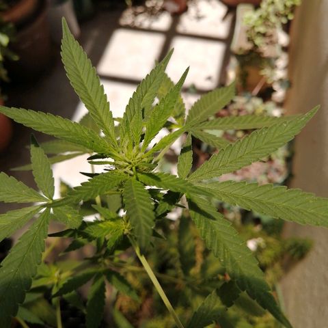 Teddy growlog timeline photo