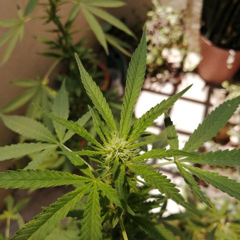 Teddy growlog timeline photo