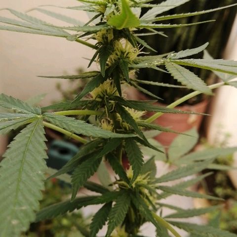 Teddy growlog timeline photo