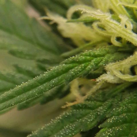 Teddy growlog timeline photo